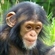 tinychimp's avatar