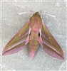 DeilephilaElpenor's avatar