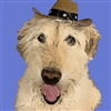JetterMcTedder's avatar