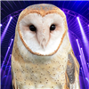 Deekektheaarakocra's avatar