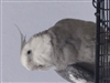 Koshinora's avatar