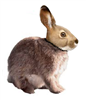 BConscience's avatar