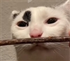 Hadoufrank's avatar