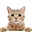 Cattastherouge's avatar