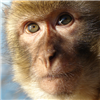 ACulturedBaboon's avatar