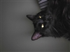 Flaniie's avatar