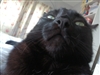 SterlingRoseLynch's avatar
