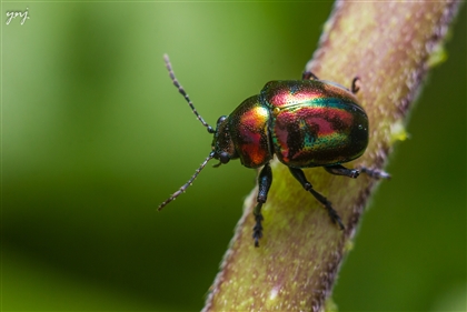 Iridescent Beetle Swarmkeeper Image