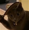 shmergus's avatar