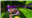 chickensniffer's avatar