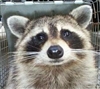 Clumsy_Thief's avatar