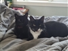 FelixTheCat12816's avatar