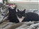 FelixTheCat12816's avatar