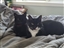 FelixTheCat12816's avatar