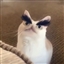 Reddeadplayer's avatar