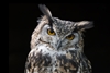 NocturnOvOwl's avatar