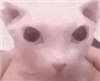 jaffeetaffee0o0's avatar