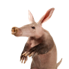 daiirph's avatar