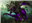 Longahr's avatar