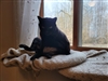 Katpenny's avatar