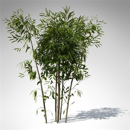 Oath Of Bamboo Image