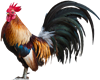 Chicken_Champ's avatar
