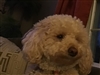 Sylwynthebard's avatar