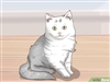 Pyiero's avatar