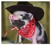 Fizzpig's avatar