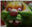 Floppulus's avatar