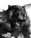 trogwolf's avatar