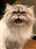Ziggy117's avatar