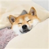 Infinidoge's avatar