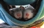 KayJayDreams's avatar
