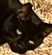 dmplayer106754's avatar