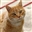 crazykitty_dnd's avatar