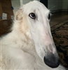 4lgernon_'s avatar