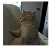 the_little_inconvenience's avatar