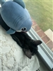 Nolove2's avatar