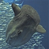 BasiliskSauria's avatar