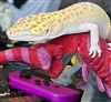 Lornyxx's avatar