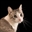 Casey_CornBall's avatar