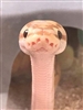 SmolKobold's avatar