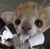 auggieangelic's avatar