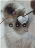 R0ck_eat3r's avatar