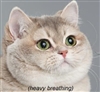 cardboard_swords's avatar