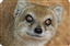 Illinon's avatar
