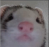 Speck853's avatar