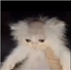 TheGreatestCheeseEater's avatar
