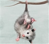 _yllex's avatar